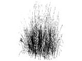 Eastern barley